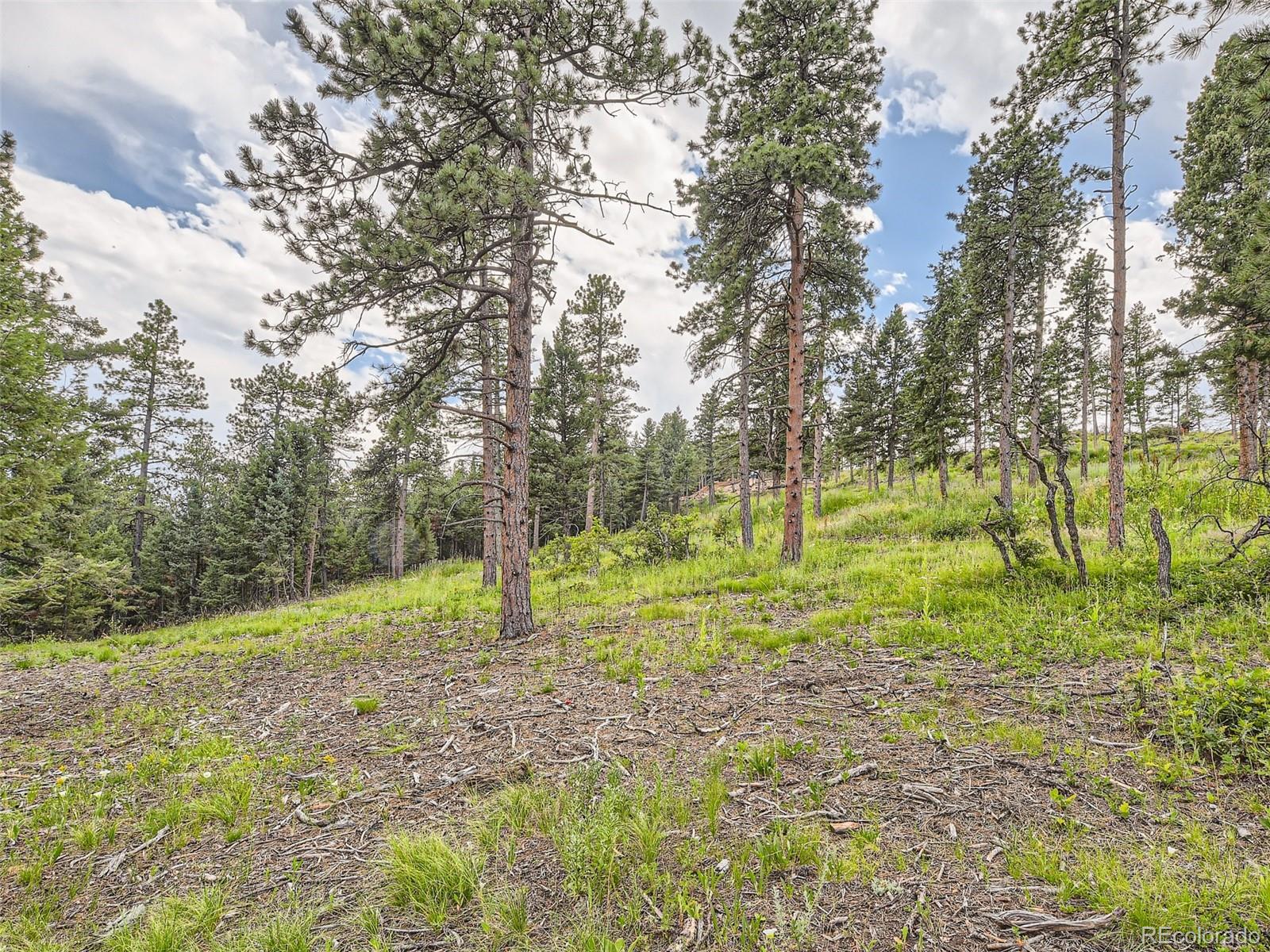 9206 Broken Bow Ranch Road Morrison, CO 80465 - Photo 6 of 15 a view of a park with a tree