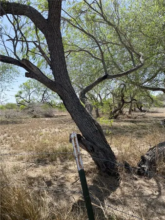 a view of a yard with a tree