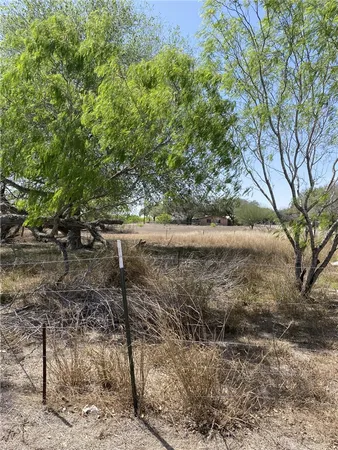 a view of a yard with plants and trees