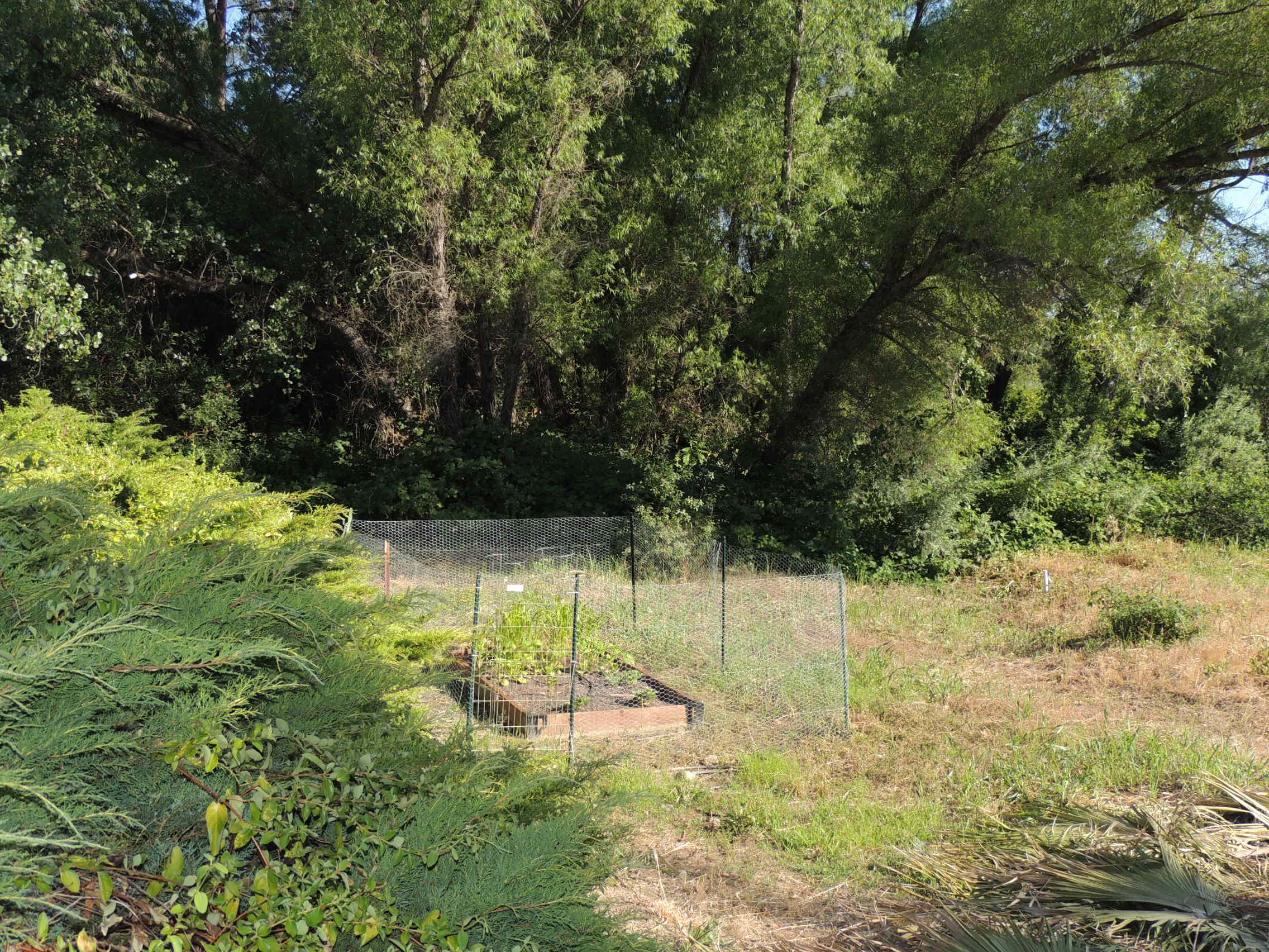 7618 Pit Road Redding, CA 96001 - Photo 8 of 35 Garden Area