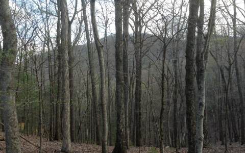 2-lts Laurel Ridge Court Ellijay, GA 30536 - Photo 1 of 1 Main View