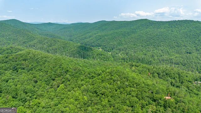 a view of a lush green field with lots of palm trees