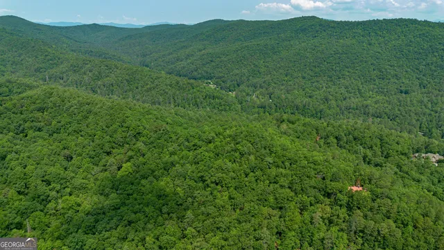 a view of a lush green forest