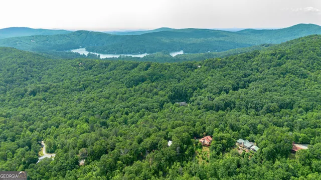 a view of a lush green forest with a street