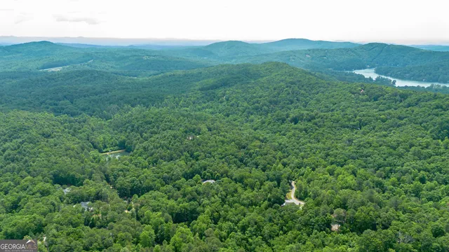 a view of a lush green forest
