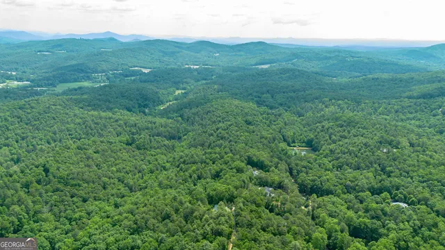 a view of a lush green forest with lawn chairs