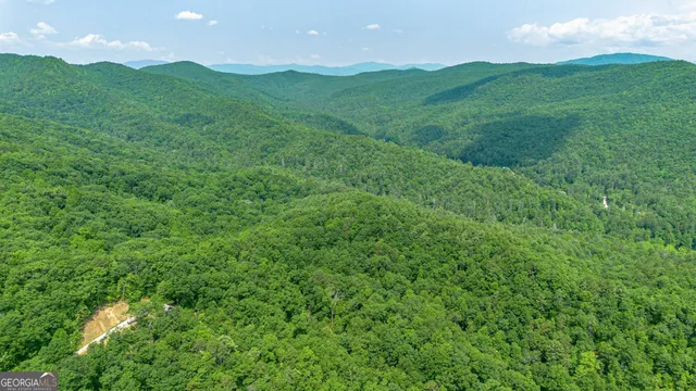 a view of a lush green forest