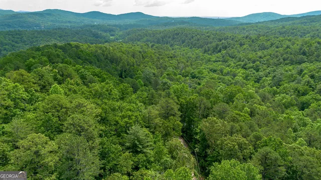a view of a trees in a yard