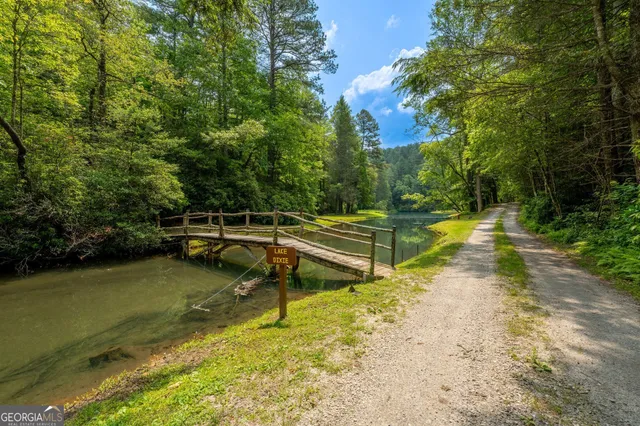 a view of a lush green forest
