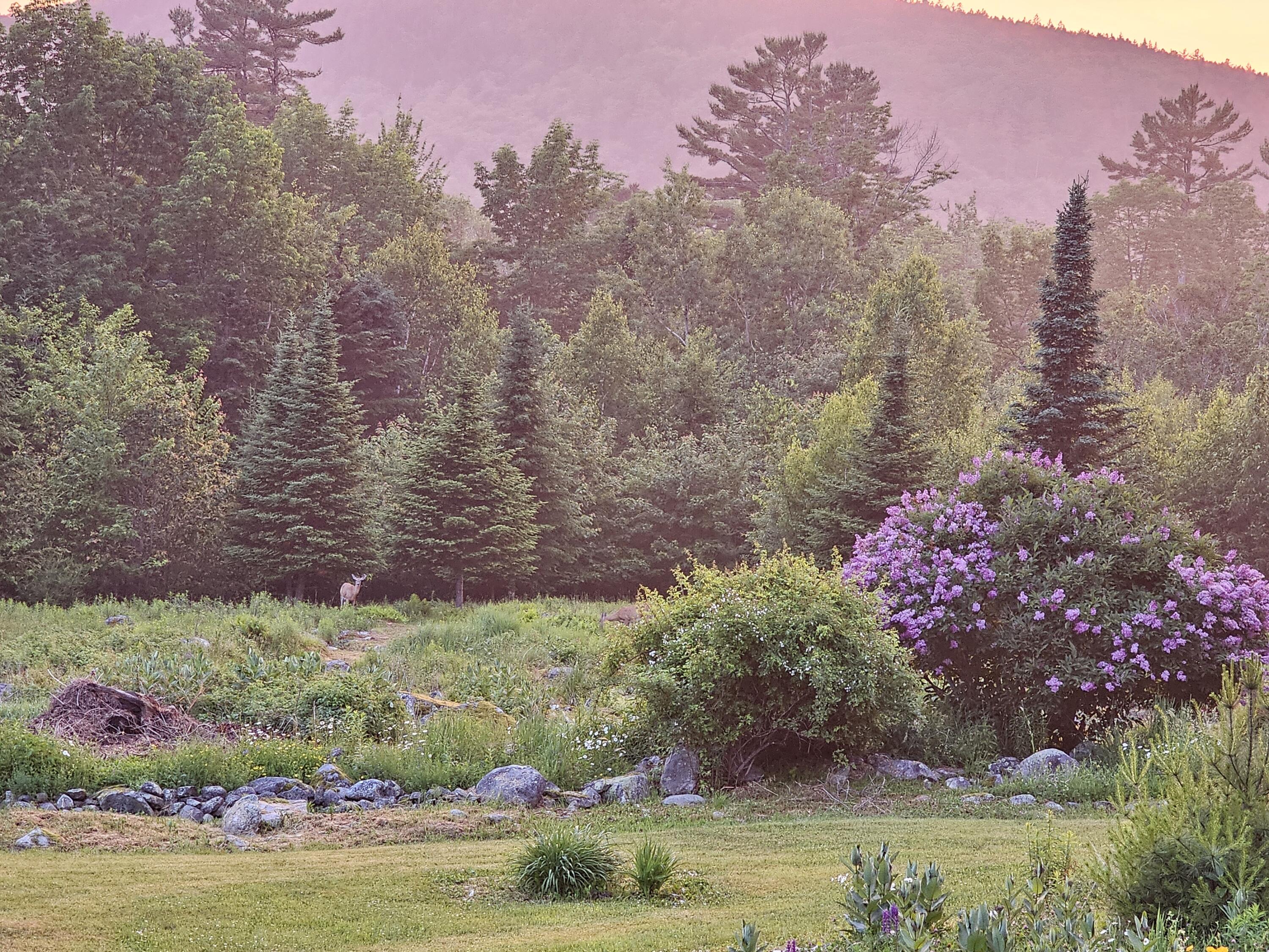 394 Jacob Buck Pond Road Bucksport, ME 04416 - Photo 45 of 47 1000000963