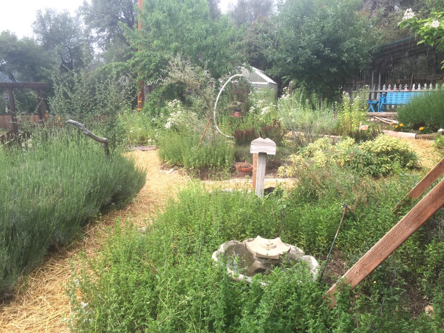 51571 Coyote Ridge Road Oakhurst, CA 93644 - Photo 33 of 81 a backyard of a house with a yard and lake view