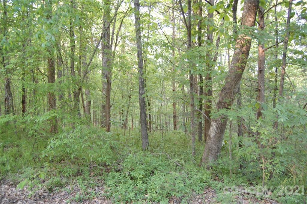 1 Plaza Rd Extension Charlotte, NC 28215 - Photo 4 of 11 a view of a lush green forest