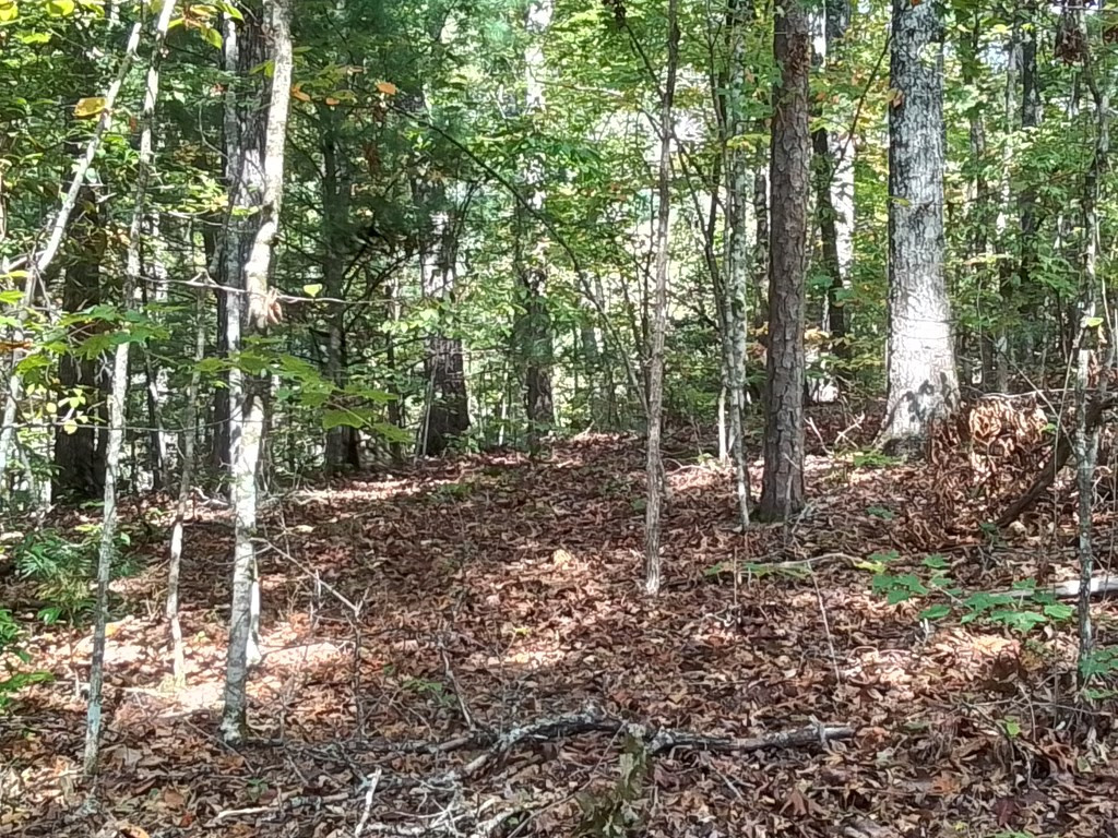 End Of Tanglewood Ridge Murphy, NC 28906 - Photo 14 of 38