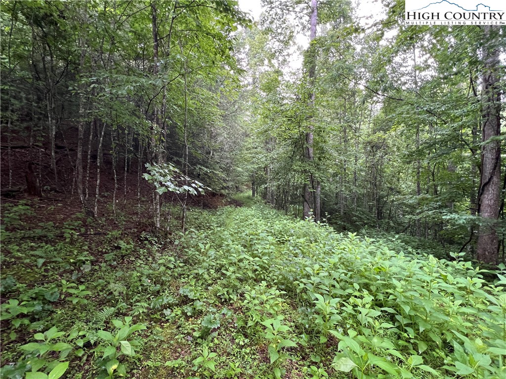 Staghorn Road Purlear, NC 28665 - Photo 18 of 50 a view of a forest with trees and bushes
