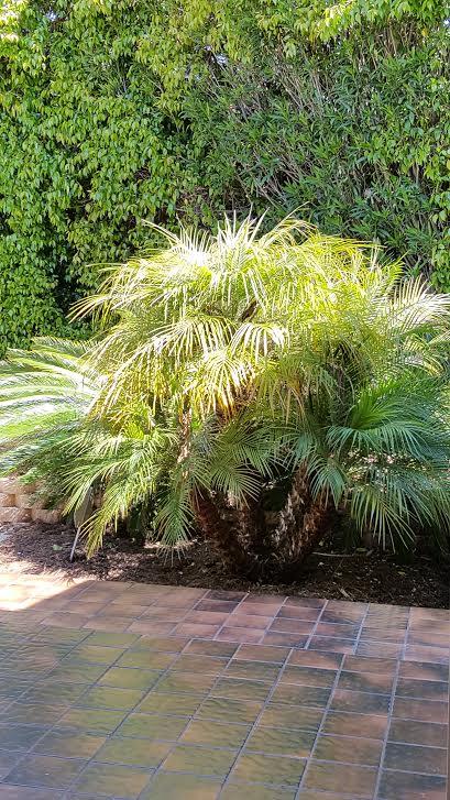 843 Weldon Road Santa Barbara, CA 93109 - Photo 19 of 20 Walkway to front door