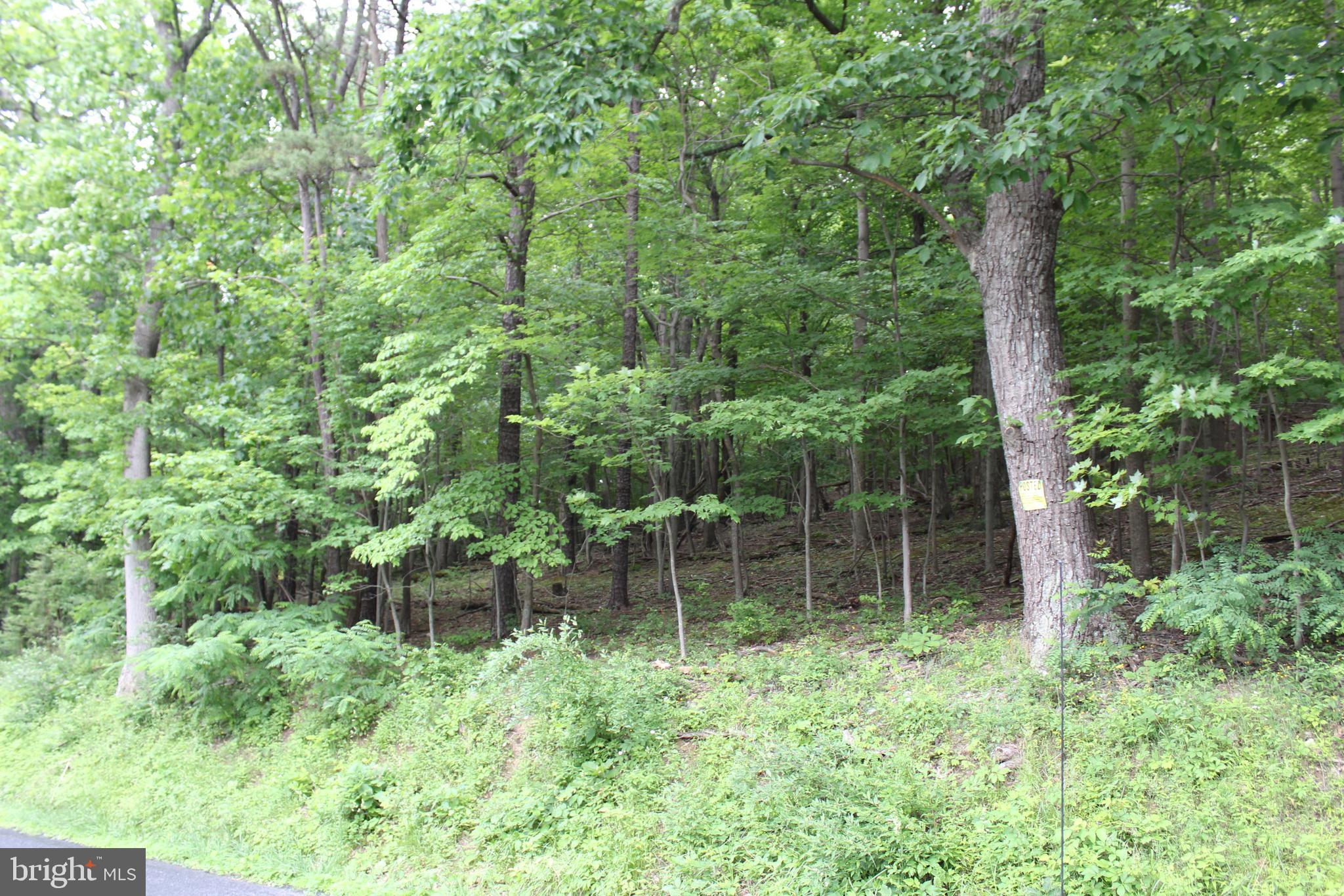 0 Oates Road Star Tannery, VA 22654 - Photo 6 of 25 View from road