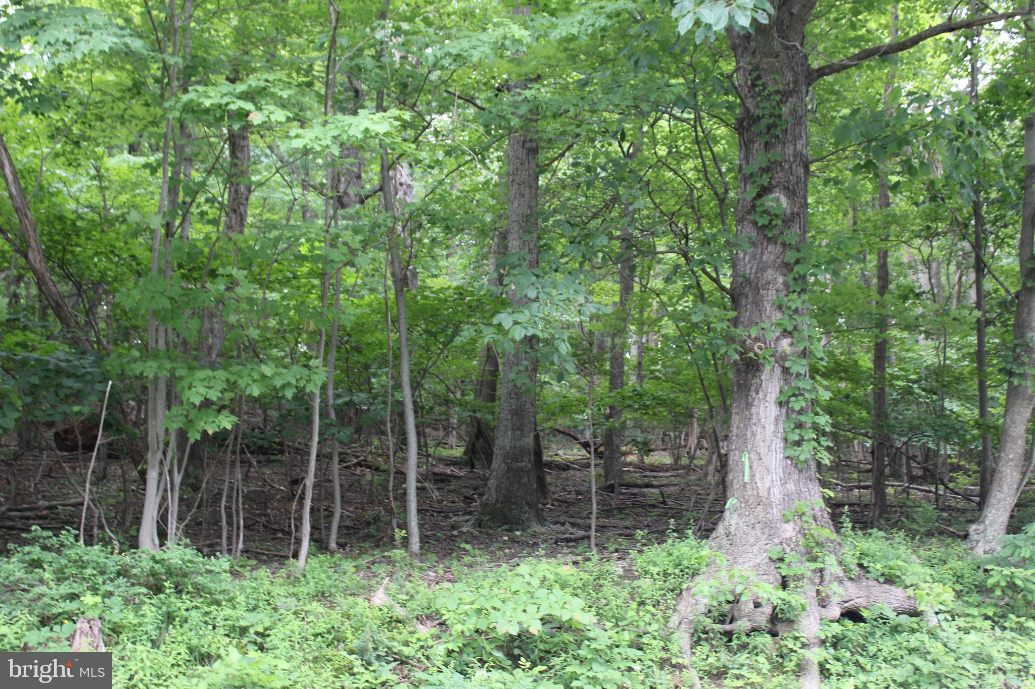 0 Oates Road Star Tannery, VA 22654 - Photo 8 of 25 View from road