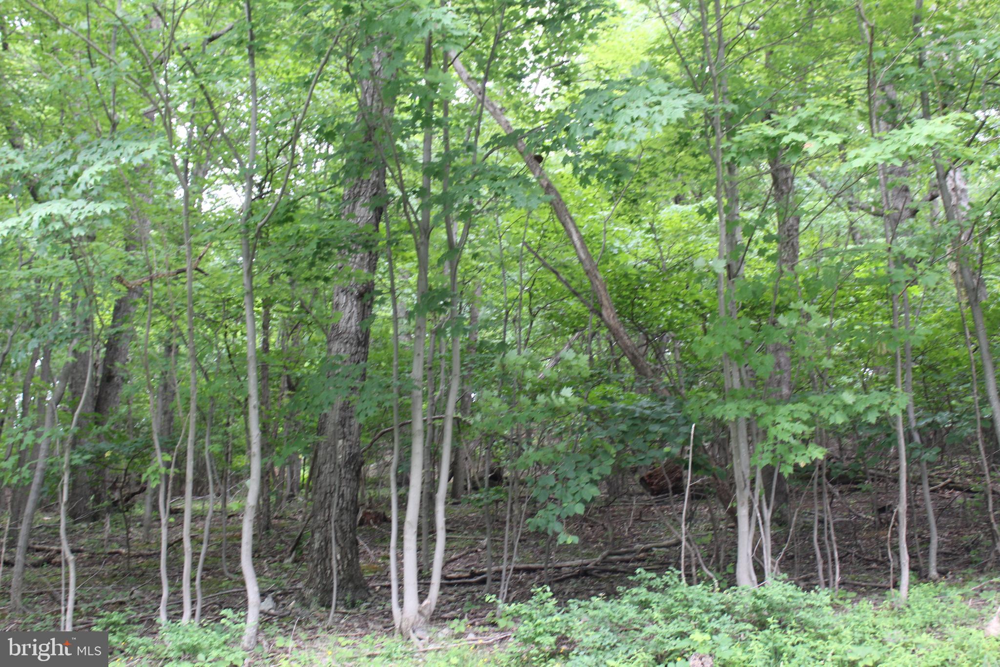 0 Oates Road Star Tannery, VA 22654 - Photo 10 of 25 View from road