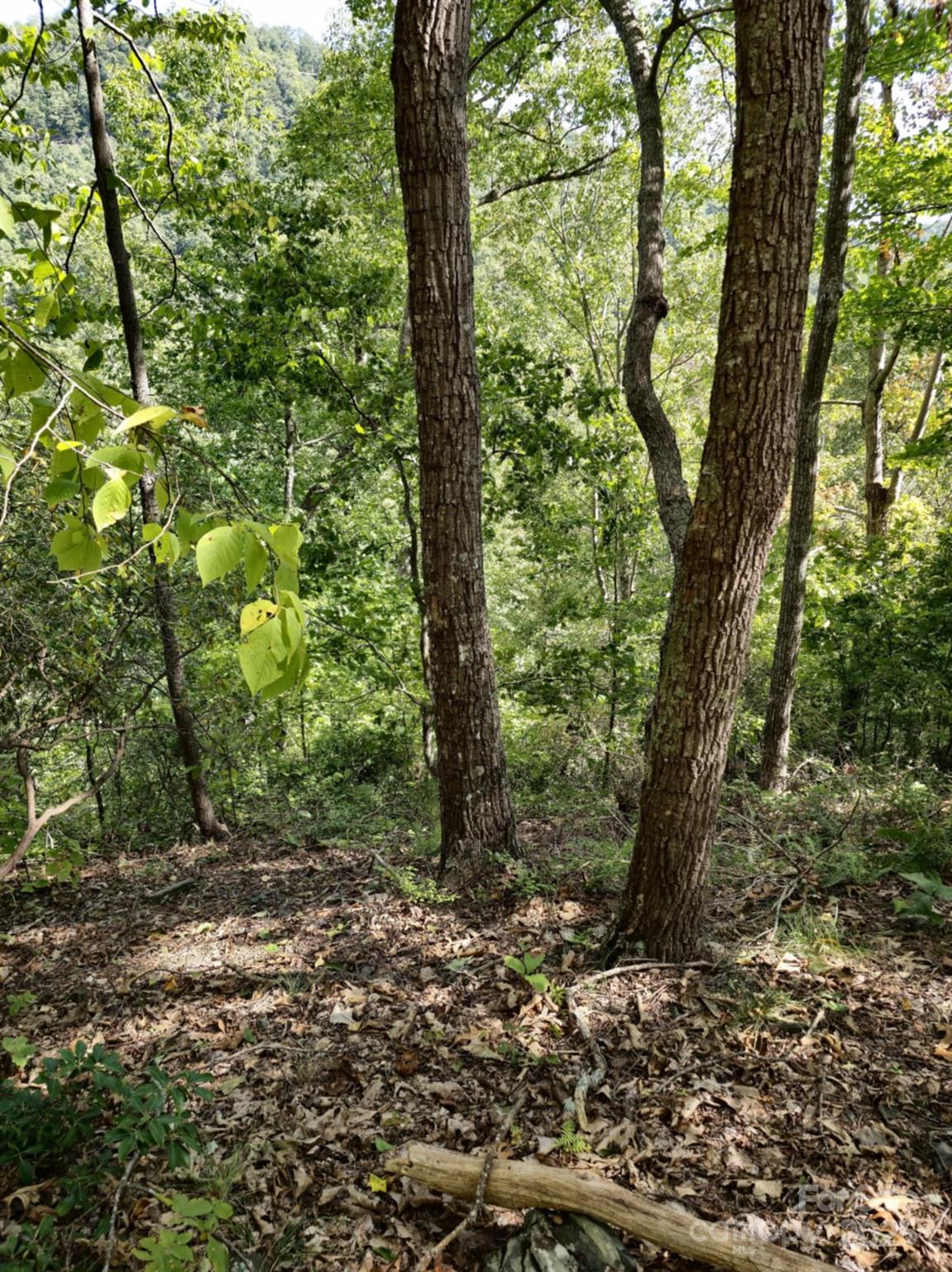 2921 Painters Gap Road Union Mills, NC 28167 - Photo 17 of 44 a view of a forest