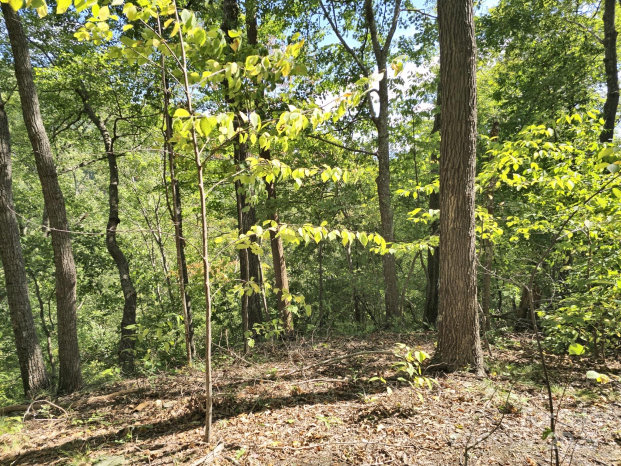 2921 Painters Gap Road Union Mills, NC 28167 - Photo 18 of 44 a view of a forest