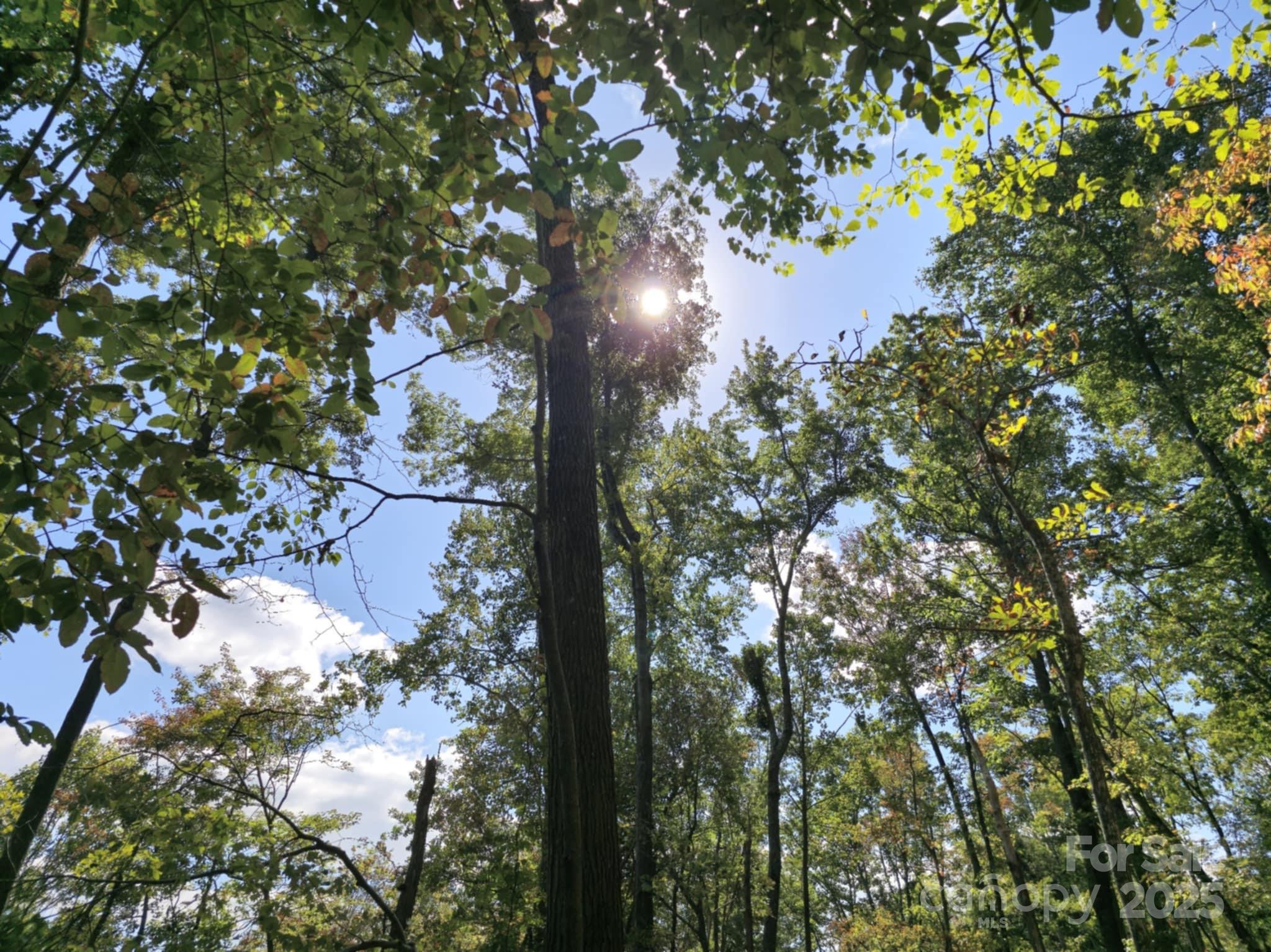 2921 Painters Gap Road Union Mills, NC 28167 - Photo 19 of 44 a picture of tree