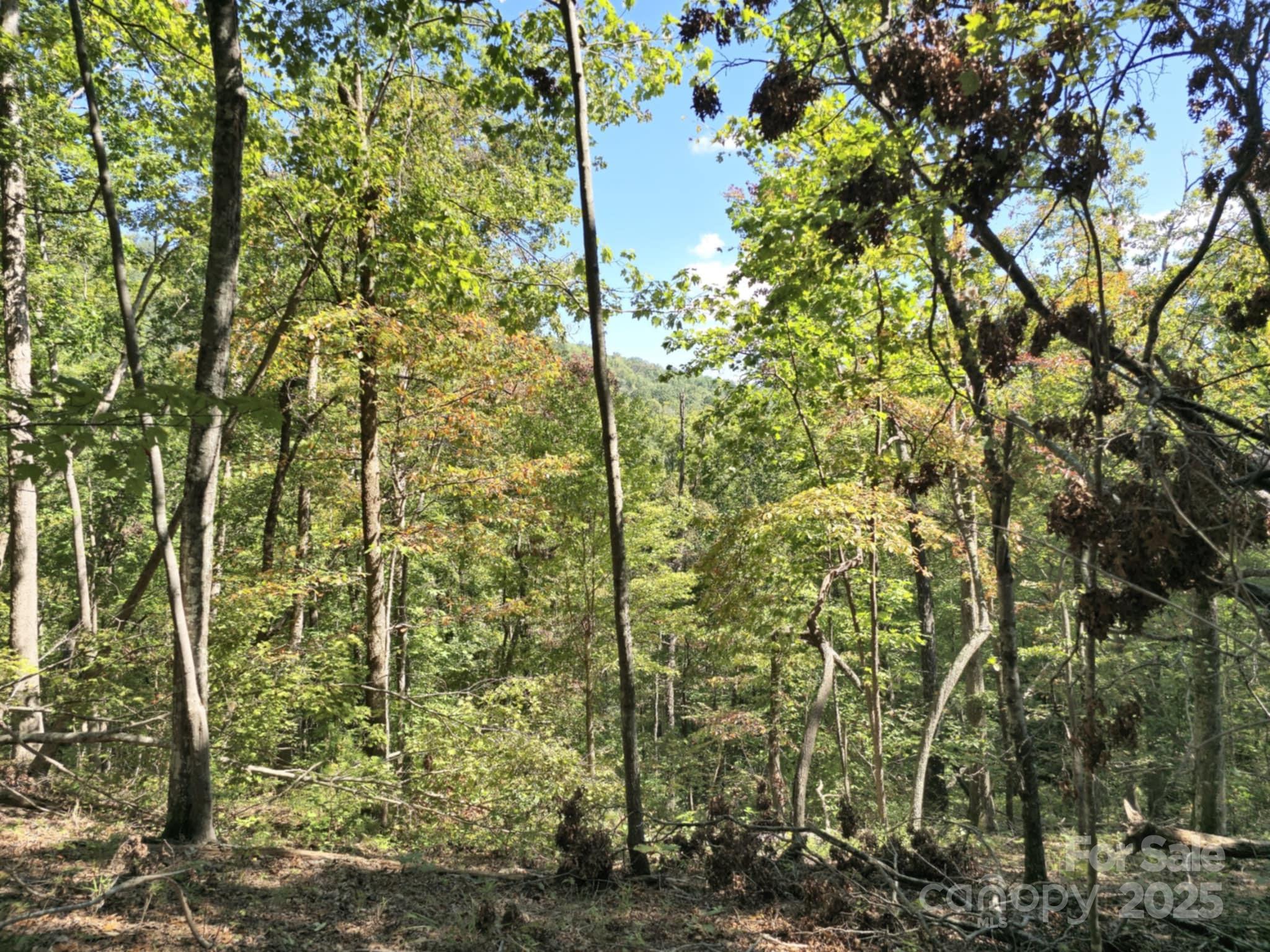 2921 Painters Gap Road Union Mills, NC 28167 - Photo 23 of 44 a picture of a tree