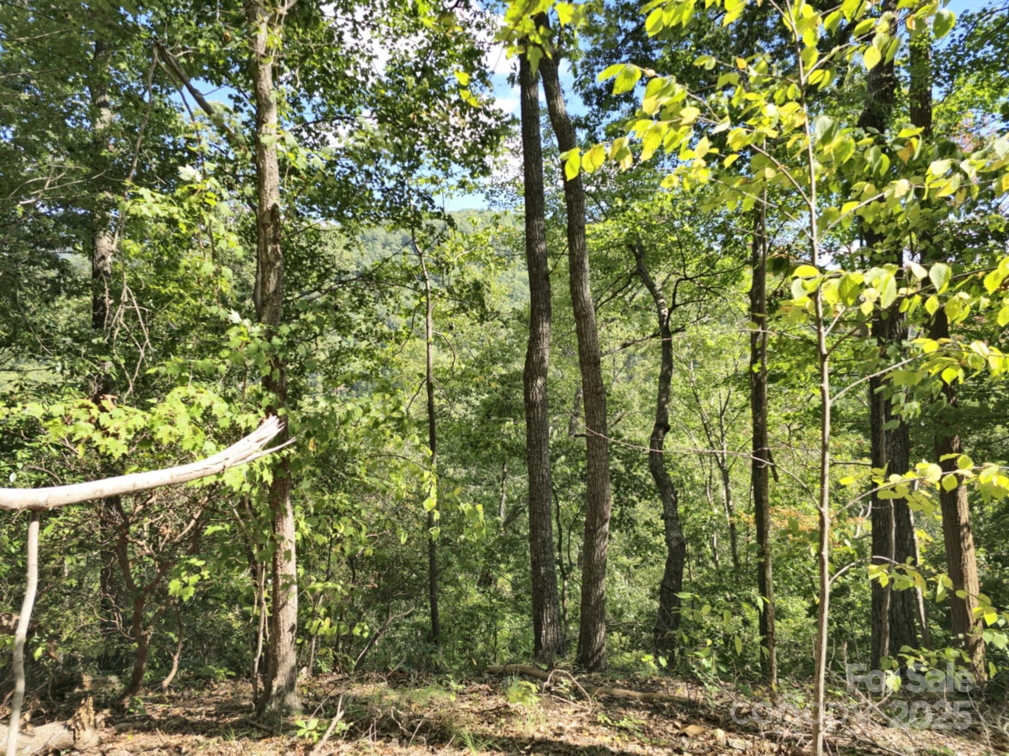 2921 Painters Gap Road Union Mills, NC 28167 - Photo 42 of 44 a view of a forest from a tree