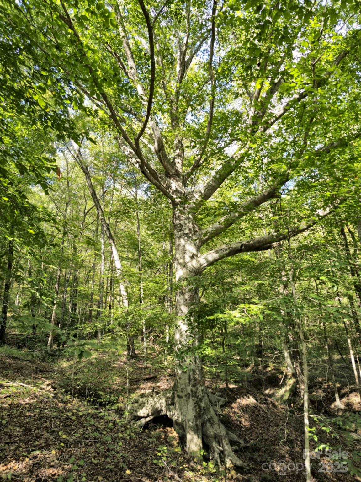 2921 Painters Gap Road Union Mills, NC 28167 - Photo 44 of 44 a view of a yard