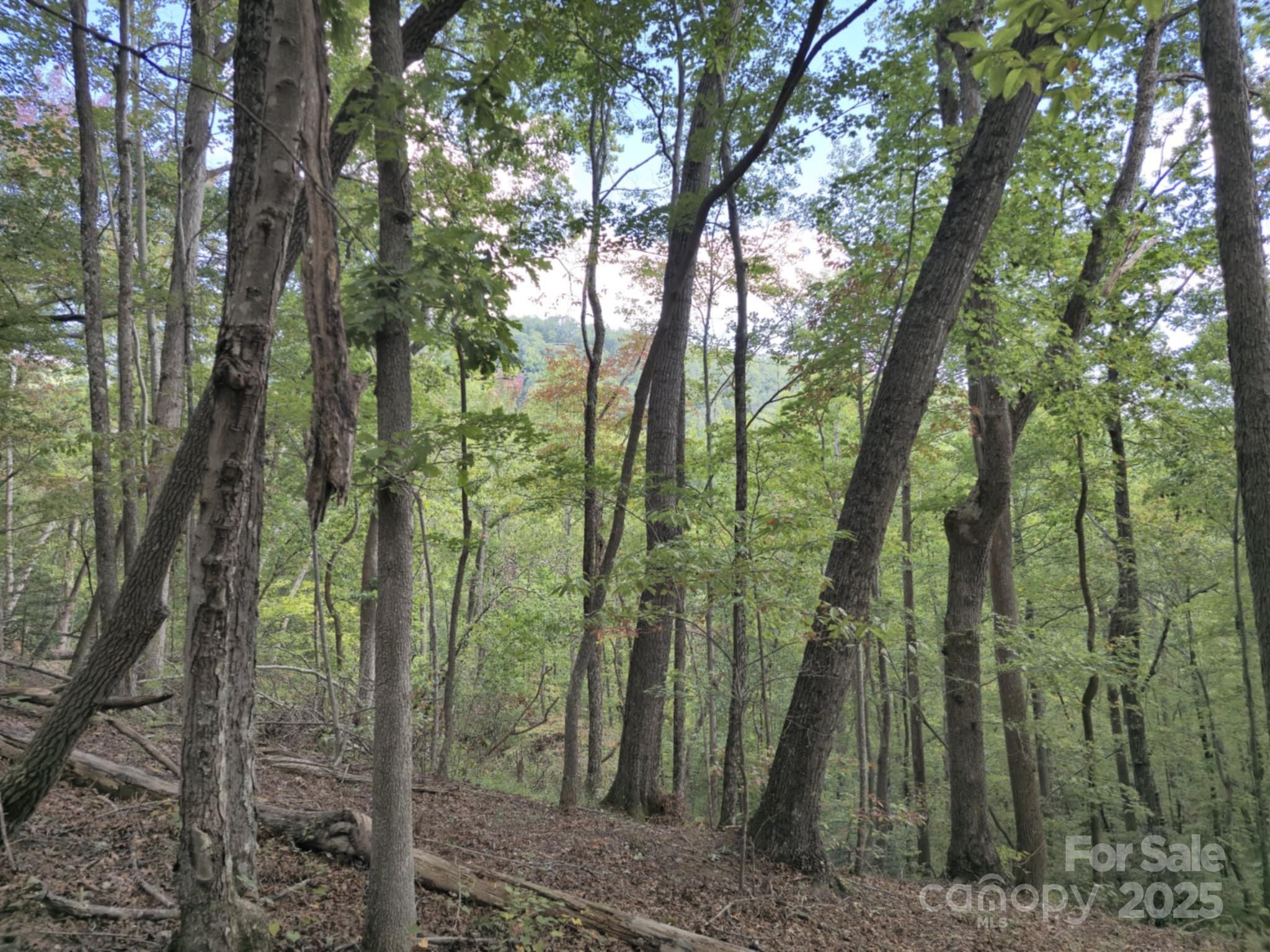 2921 Painters Gap Road Union Mills, NC 28167 - Photo 8 of 44 a view of a forest