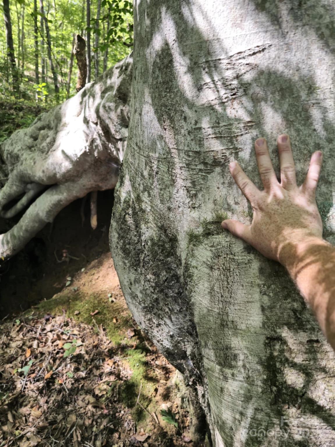 2921 Painters Gap Road Union Mills, NC 28167 - Photo 9 of 44 a view of a yard with large trees