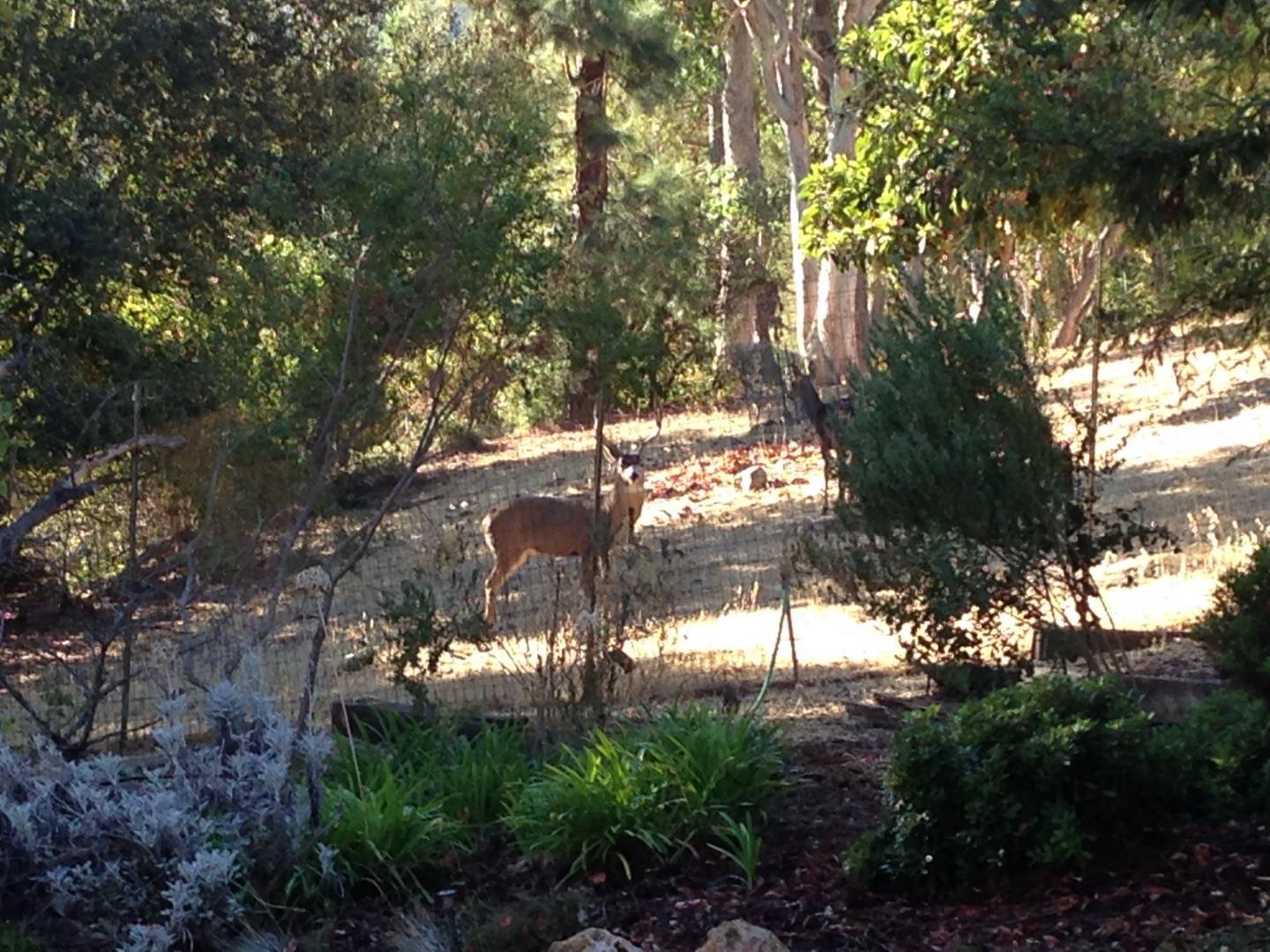 1276 Echo Valley Drive San Jose, CA 95120 - Photo 53 of 54