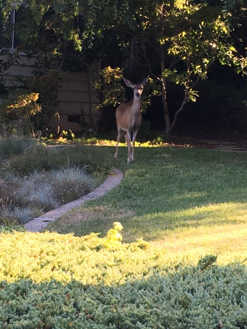 1276 Echo Valley Drive San Jose, CA 95120 - Photo 54 of 54 a view of a yard