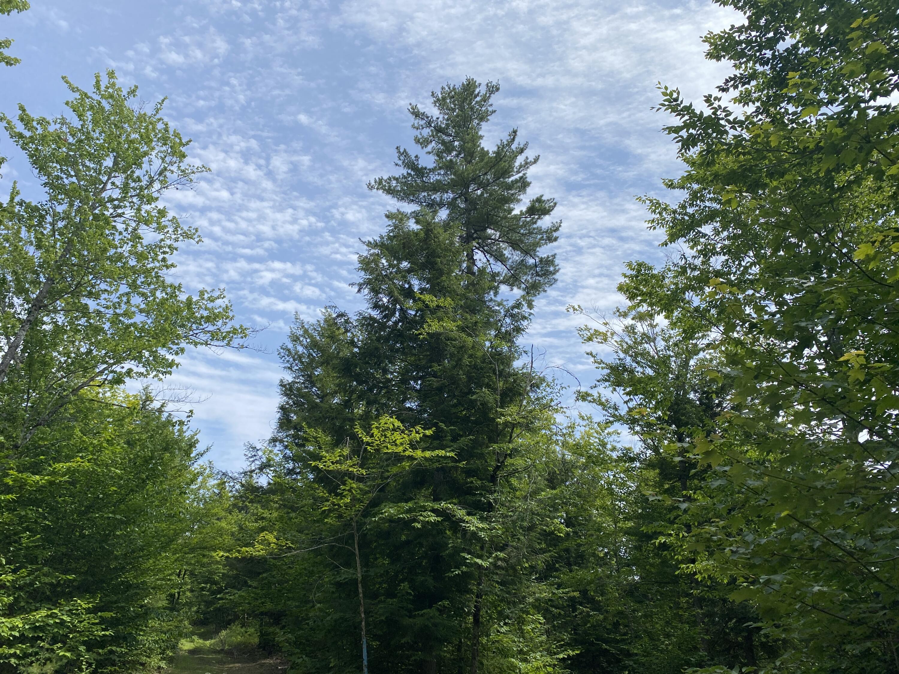 1511 Otis Road Ellsworth, ME 04605 - Photo 7 of 15 IMG_3907