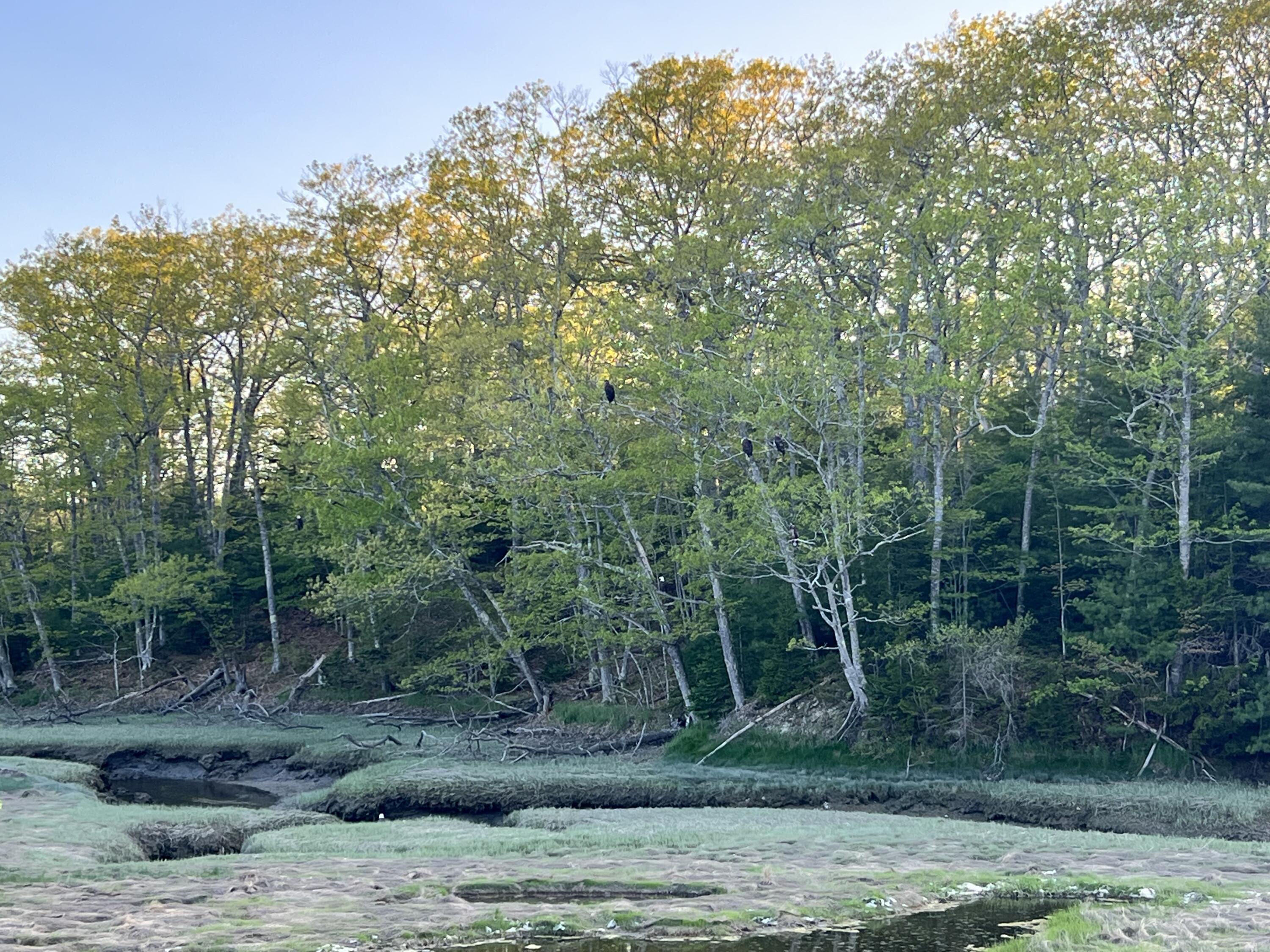 Lot 6 Bayview Road Penobscot, ME 04476 - Photo 4 of 5 IMG_3013