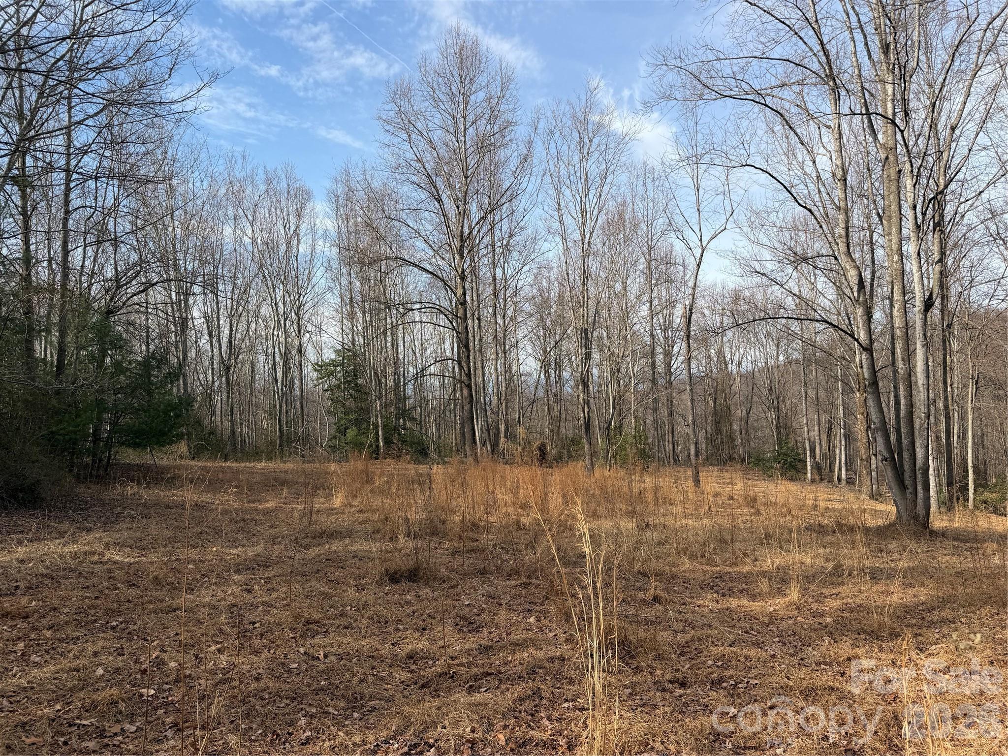 Tbd West Meadows Road Moravian Falls, NC 28654 - Photo 12 of 41 a view of a yard with trees