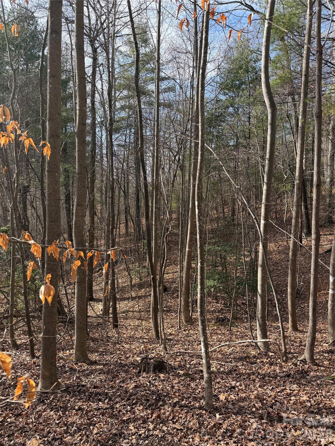 Tbd West Meadows Road Moravian Falls, NC 28654 - Photo 21 of 41 a view of a backyard with iron fence