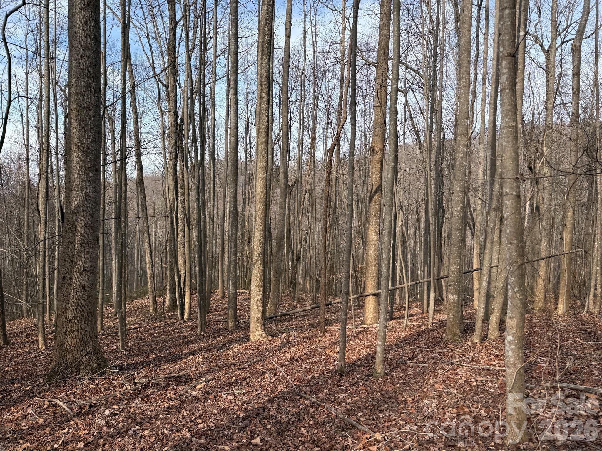 Tbd West Meadows Road Moravian Falls, NC 28654 - Photo 31 of 41 a view of a backyard with pathway