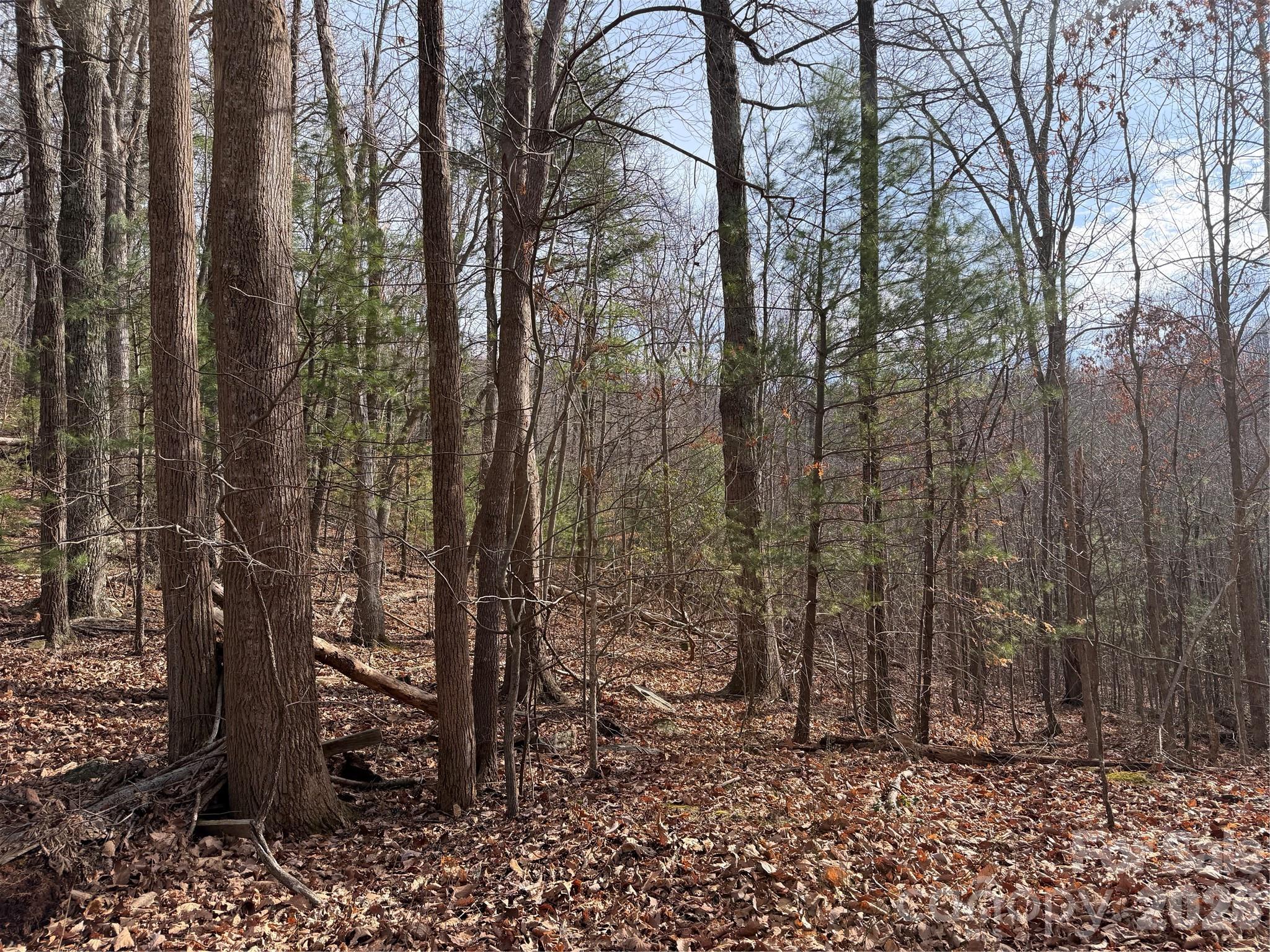 Tbd West Meadows Road Moravian Falls, NC 28654 - Photo 32 of 41 a view of a forest with trees