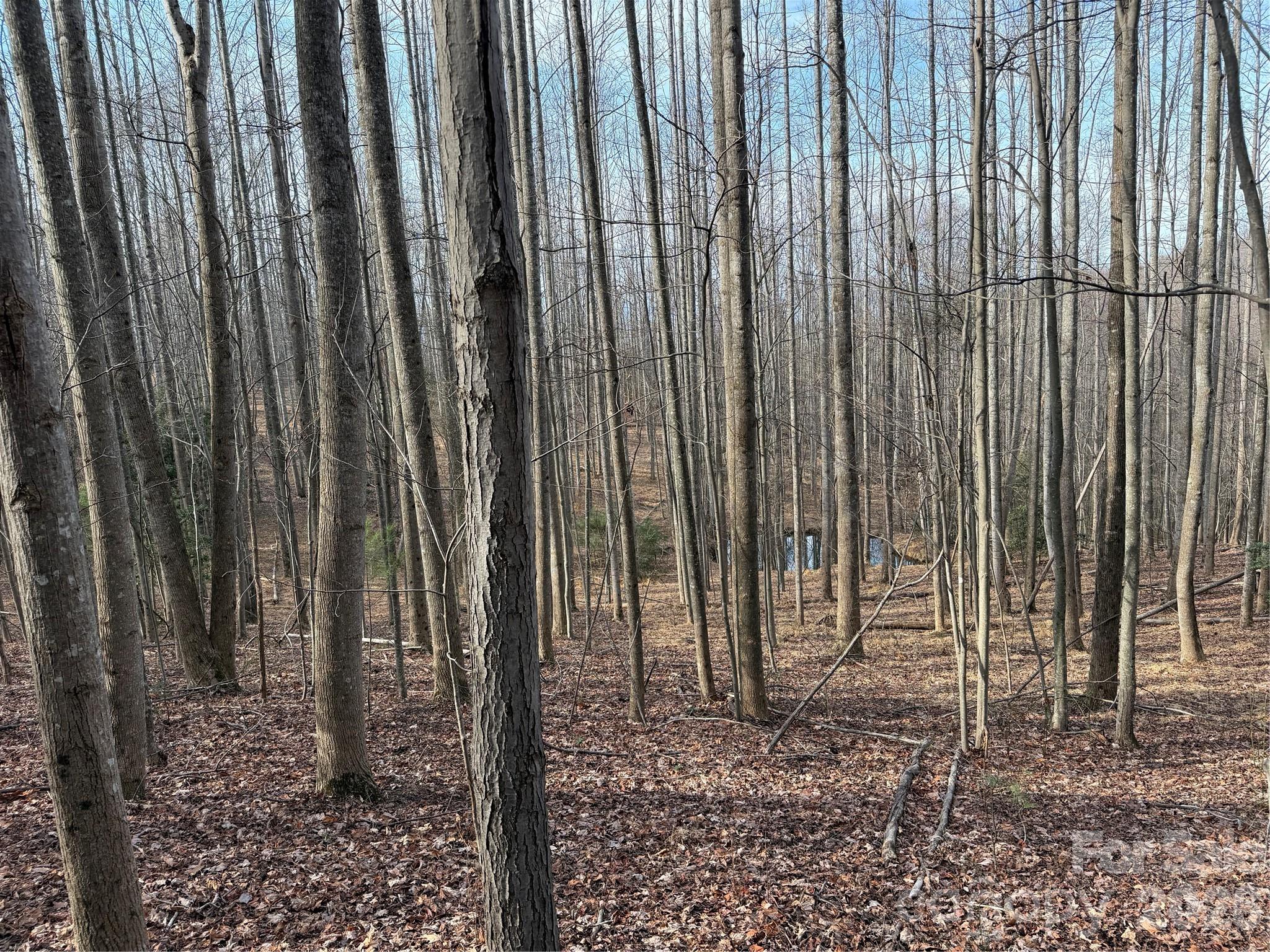 Tbd West Meadows Road Moravian Falls, NC 28654 - Photo 34 of 41 a view of a backyard with plants