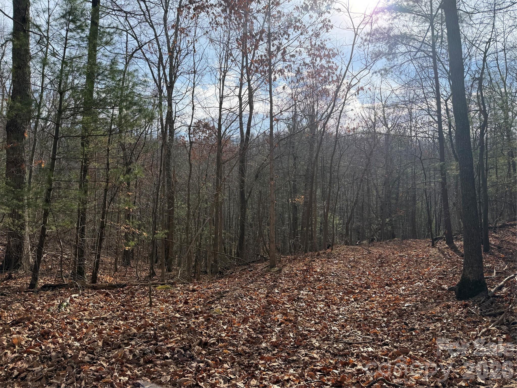Tbd West Meadows Road Moravian Falls, NC 28654 - Photo 38 of 41 a big yard with lots of trees
