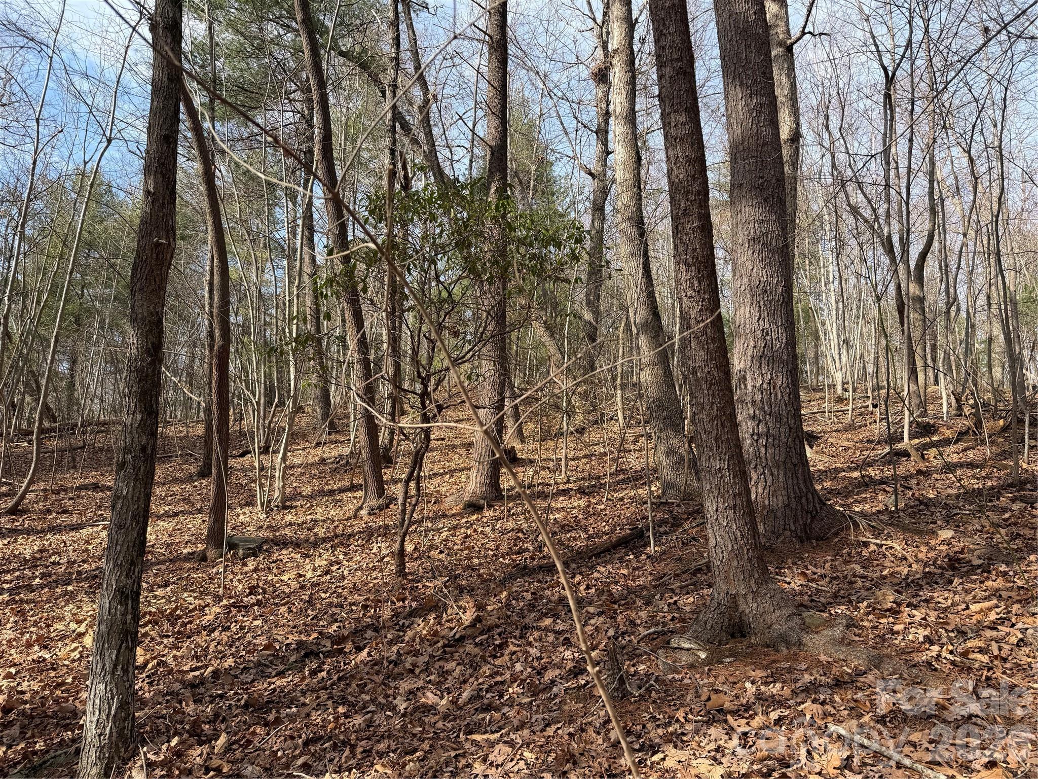Tbd West Meadows Road Moravian Falls, NC 28654 - Photo 39 of 41 a view of a yard with lots of trees