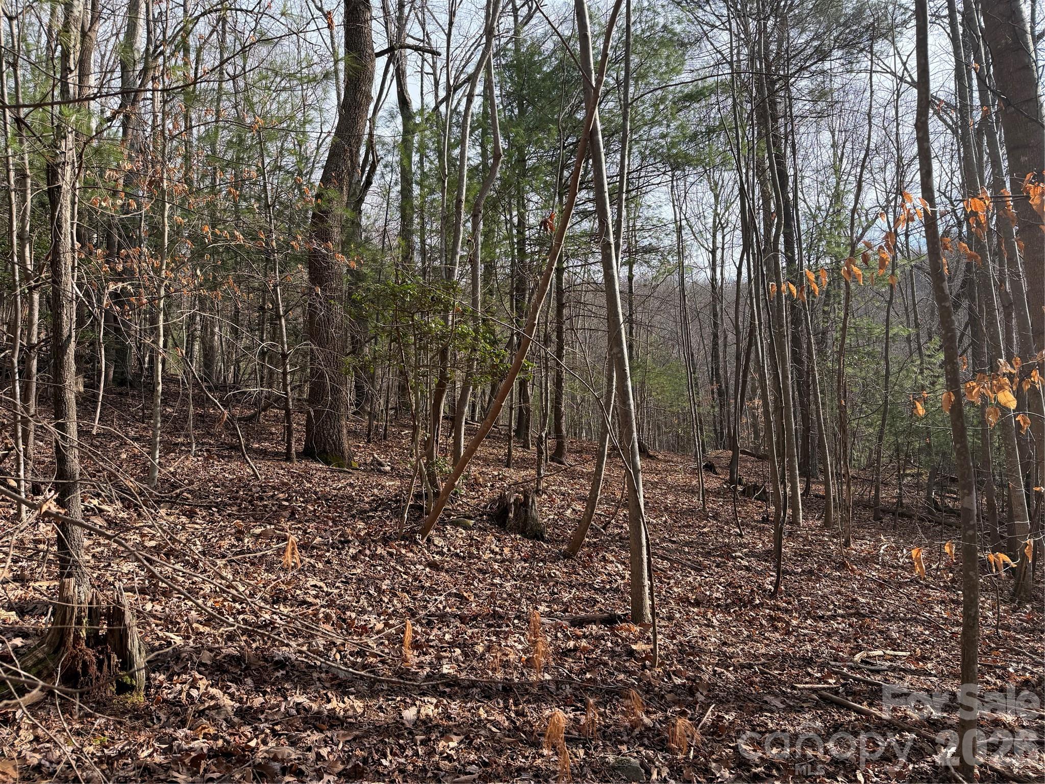 Tbd West Meadows Road Moravian Falls, NC 28654 - Photo 40 of 41 a view of a backyard with large trees