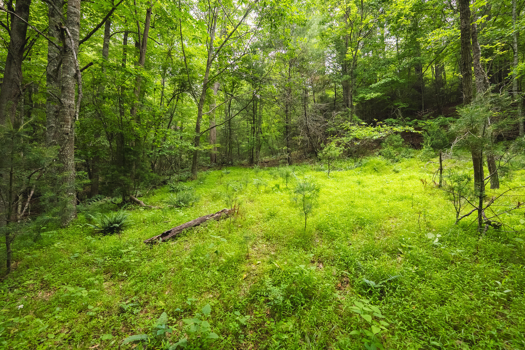 Tbd Macks Mountain Road Northwest Indian Valley, VA 24105 - Photo 16 of 45 DSC01597