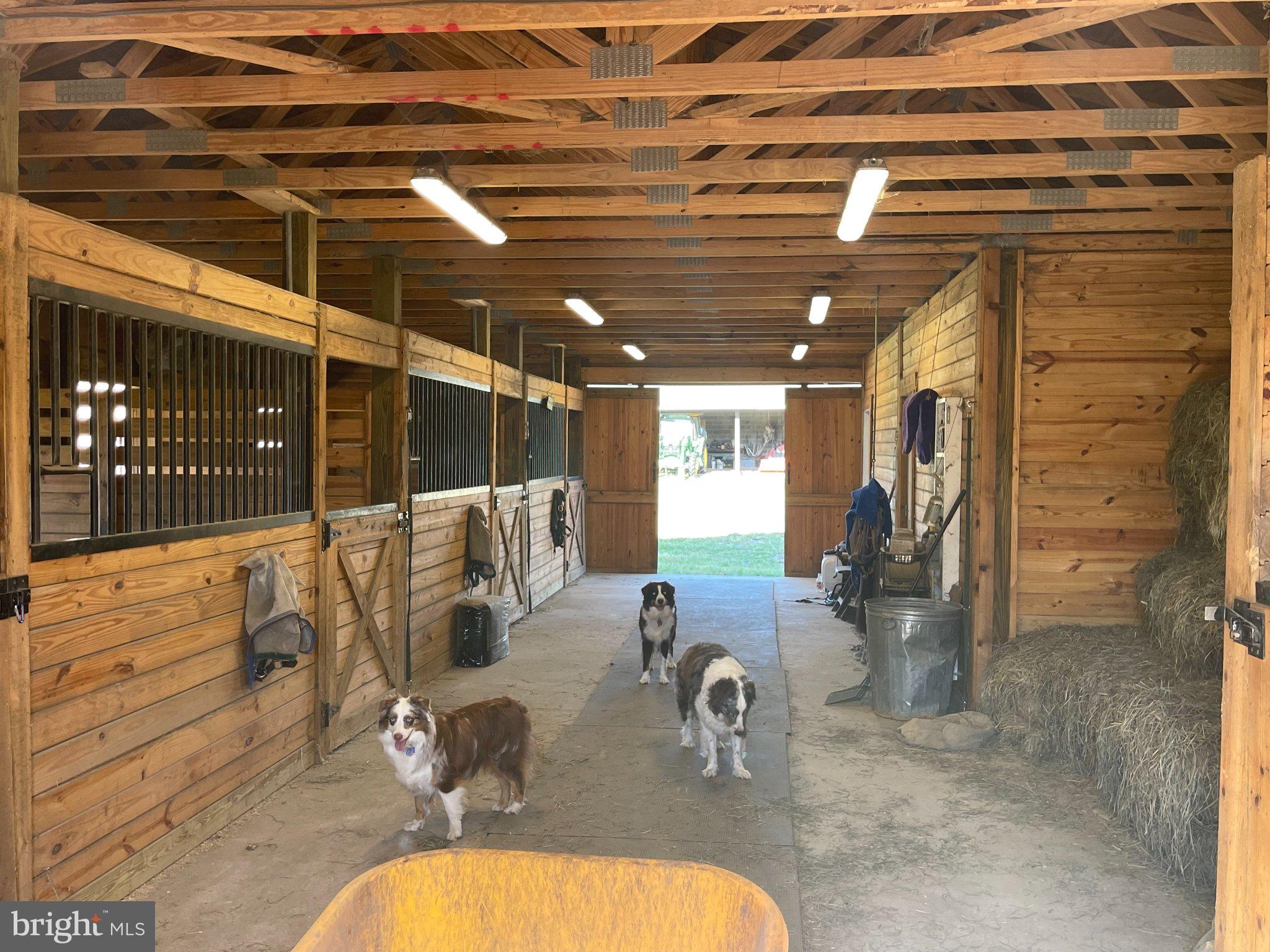 7747 Riverside Farm Road Marshall, VA 20115 - Photo 42 of 69 Welcoming barn with playful pups.