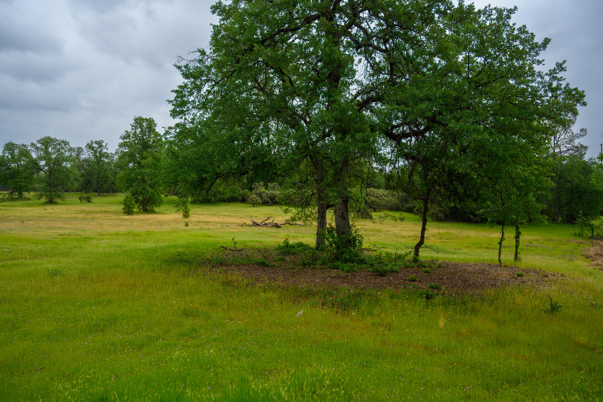 2071 Hope Lane Redding, CA 96003 - Photo 44 of 45 a view of a park with a tree