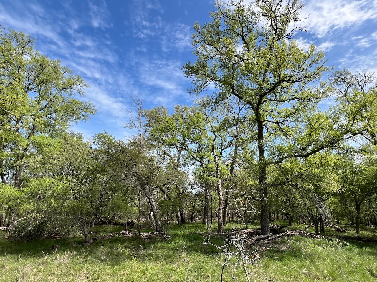 Tbd Cunningham Drive Lockhart, TX 78644 - Photo 4 of 15 a view of a tree in a yard