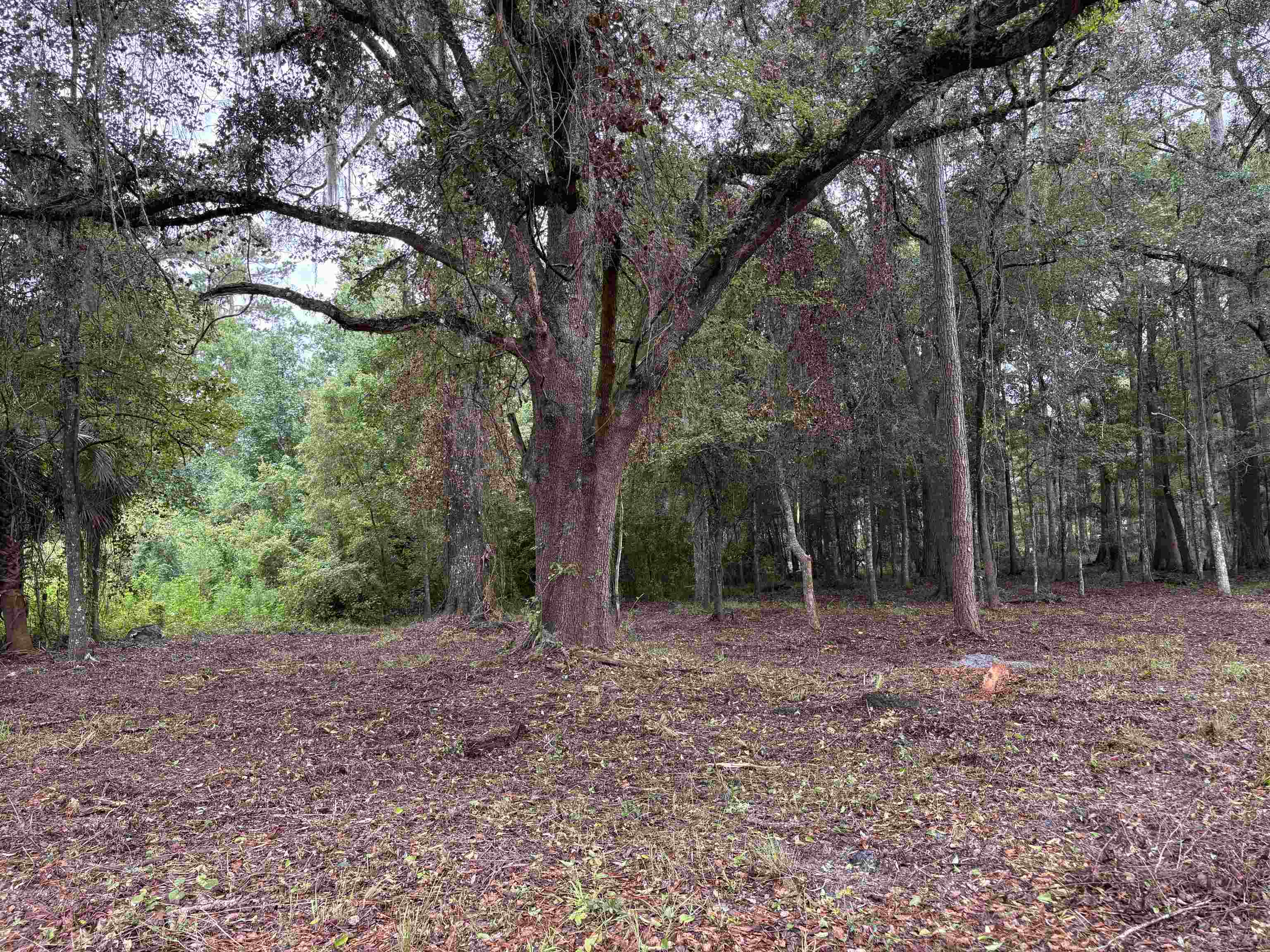 0 Walker Springs Road Monticello, FL 32344 - Photo 4 of 21 Gallery Image 4