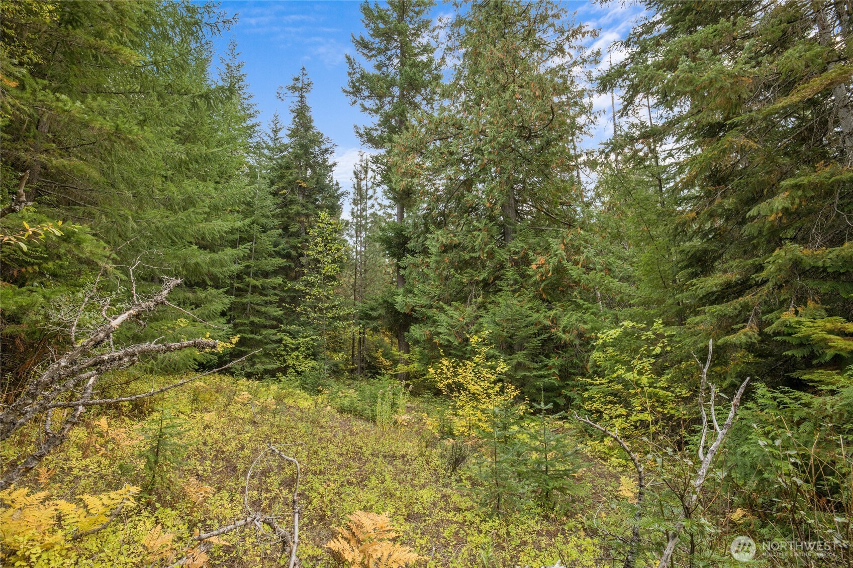808 4517th Cle Elum, WA 98922 - Photo 11 of 28 a view of a yard with a tree