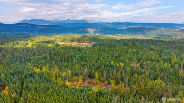 a view of a lush green forest