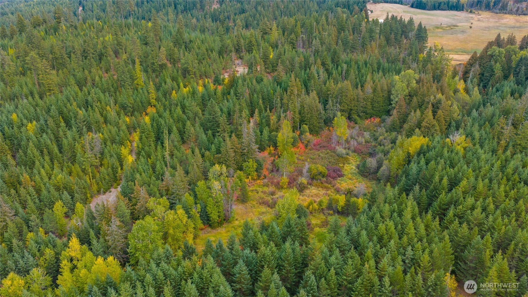 808 4517th Cle Elum, WA 98922 - Photo 26 of 28 a view of a lush green forest